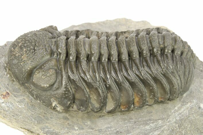 Detailed Morocops Trilobite - Large Specimen #273417